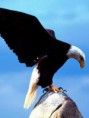 /album/fotogaleria/aguila-jpg/